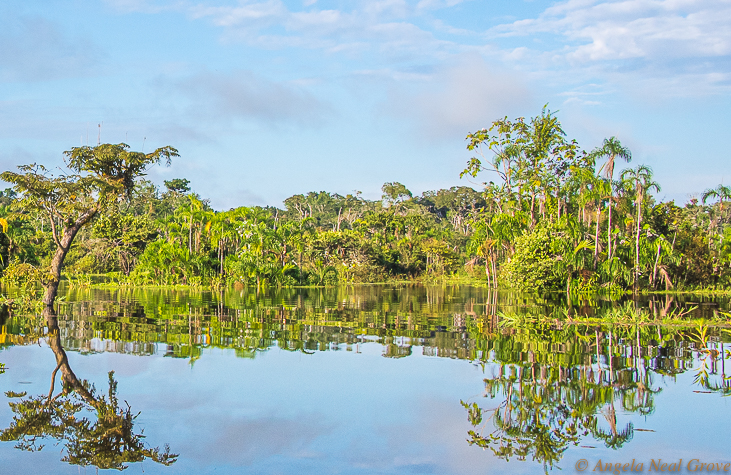 Decade Highlights:   2019 Amazon Reflections in the Pacaya Samiria Reserve. I traveled on a 23-person passenger barge through the headwaters of the River with some National Geographic photographers finding sloth, anaconda and monkeys   PHOTO  ANGROVE