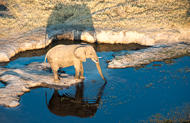 Decade Highlights:  2016:  Elephant has some peaceful early morning time in the Okavango Delta, Botswana.  I took this image from a small helicopter. We had taken off the door so I could get a better view.  Seatbelt was secure.  PHOTO: AN GROVE