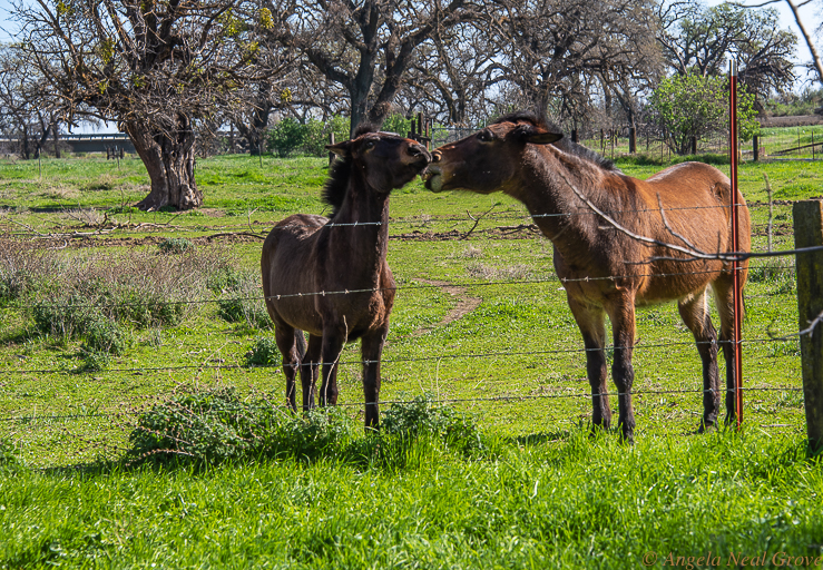 California Spring: Two horses ienjoy spring sunshine in the Capay Valley, which is prime farmland in Yolo County, not far from Sacramento.