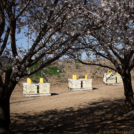 California Spring: Bee Hives are brought to Almond orchards to pollinate blossoms. A sideline is honey produced.  The real money maker for owners of bee colonies is the rental for crucial seasonal pollination. PHOTO; ANGROVE