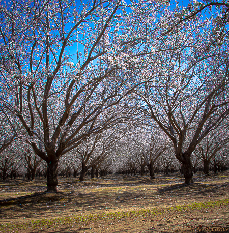 CALIFORNIA SPRING: Graceful over-arching limbs of the almond trees in a Capay Valley, California, orchard look like arms of ballerinas in a classical ballet when the trees are in full bloom PHOTO; ANGROVE