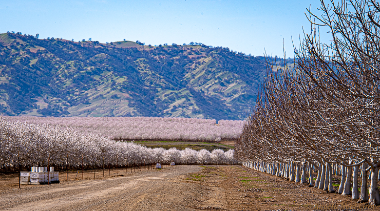 California Spring: Orchards of almond blossoms in the Capay Valley, California, nudge up against the Blue Ridge Berryessa Natural Area.  //PHOTO; ANGROVE