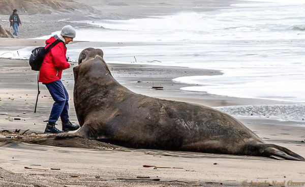 California Spring.  Elephant seals weigh 4,500 lbs.  I dropped my sunglasses near a seal and had difficulty in retreiving them. I needed to give the seal space.  The glasses were retrieved. PHOTO; ANGROVE