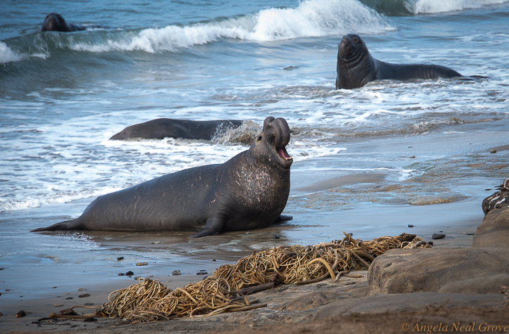 California Spring: Elephant seals come ashore at Ano Nuevo State Park to mate and give birth.  They are endangered and are protected. Here seals enjoy the water. PHOTO; ANGROVE