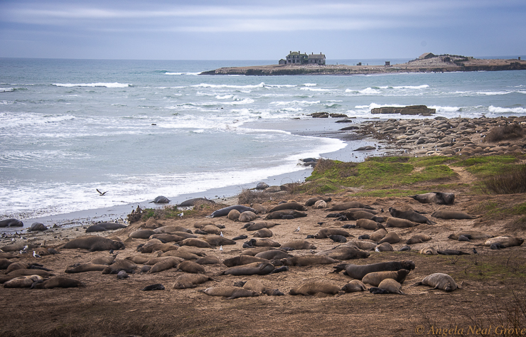 California Spring: Elephant seals come ashore at Ano Nuevo State Park to mate and give birth.  They are endangered and are protected. Here seals lie on the beach. PHOTO:ANGROVE