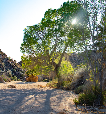 Joshua Tree National Park Before COVID-19