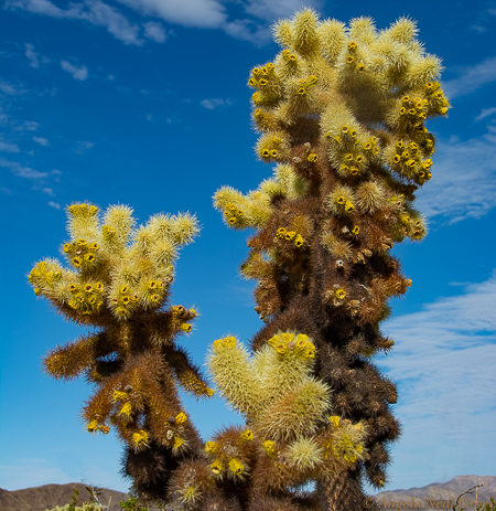 Joshua Tree National Park Before COVID-19