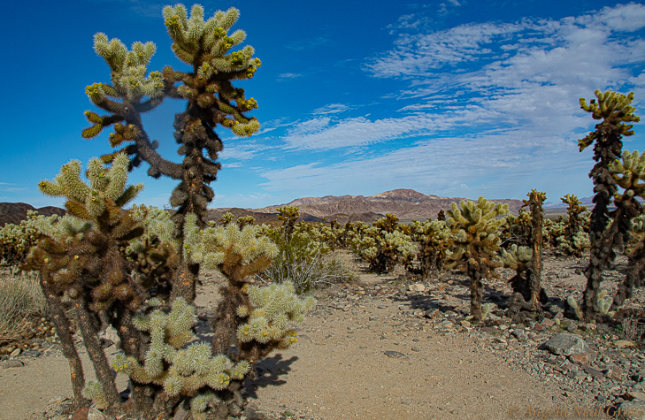 Joshua Tree National Park Before COVID-19 Geology, cacti, wildlife and 5 mountain ranges. The Joshua Tree National Park has something for everyone, avid hikers, campers or just a day visitors PHOTO;ANGROVE