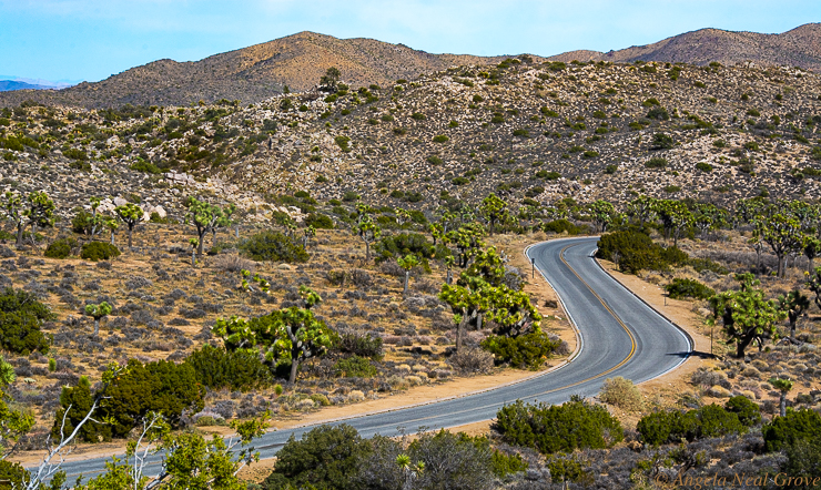 Joshua Tree Park Before COVID-19: Here a Joshua Tree National Park road winds through the Mohave Desert section which is above 3,000 feet. There are clusters of Joshua Trees each in a twisting  prehistoric shape. The waxy shiny bright green leaves conserve moisture. PHOTO; ANGROVE