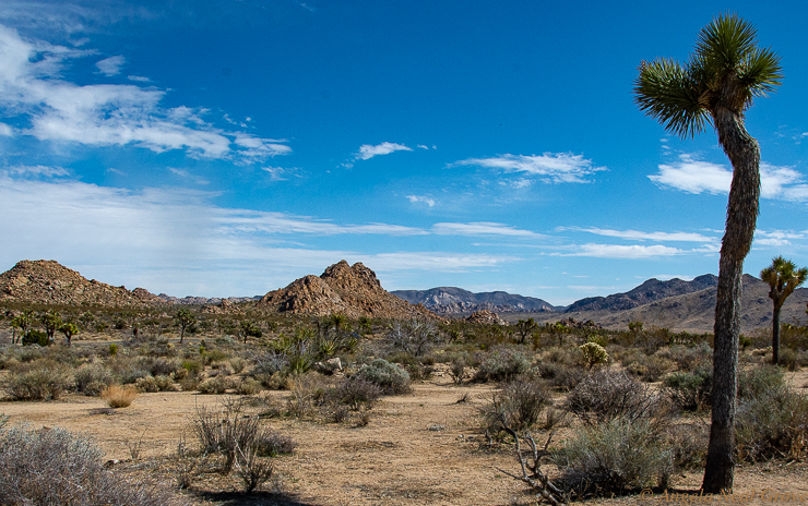 Joshua Tree Park Before Covid-19:The roads and trails of Joshua Tree park pass through jumbles of stacked boulders and surreal granite rock formations. The story of the diverse geology stretches back nearly two billion years ago. The "Guide to Joshua Tree Geology" by James Kaiser is a well written and excellent guide. //PHOTO;ANGROVE