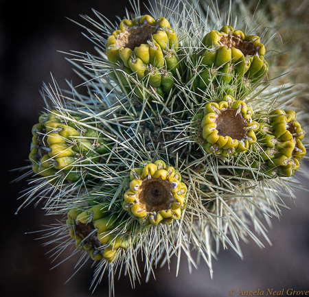 JOSHUA TREE PARK BEFORE COVID-19 | Angela Neal Grove