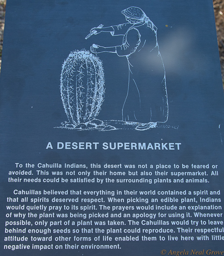 Joshua Tree National Park before COVID-19: All of the needs of the Cahuilla Indians could be found in the desert. If Cahuillas removed a plant they tried to leave behind enough seeds so the plant could reproduce. //PHOTO ANGROVE