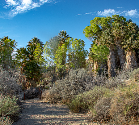 Joshua Tree National Park Before COVID-19