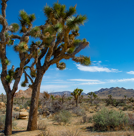 Joshua Tree Park Before COVID-19: Joshua Tree National Park is named for the iconic Joshua Tree, Yucca brevifolia, which is native to the Mohave Desert, one of the two deserts which make up this park. The other is the Colorado Desert.PHOTO: //ANGROVE