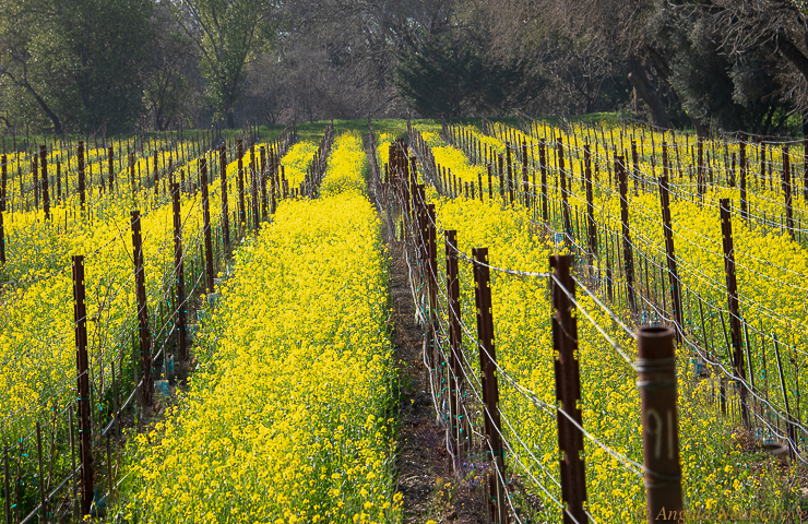 California Spring. Mustard is planted between rows of vines in the Napa Valley.  In Spring the flowers glow bright yellow.  PHOTO:ANGROVE