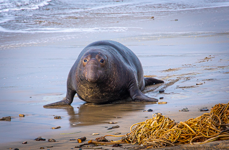 California Spring: Elephant seals come ashore at Ano Nuevo State Park to mate and give birth.  They are endangered and are protected. Here is a seal coming from the water. PHOTO;ANGROVE.