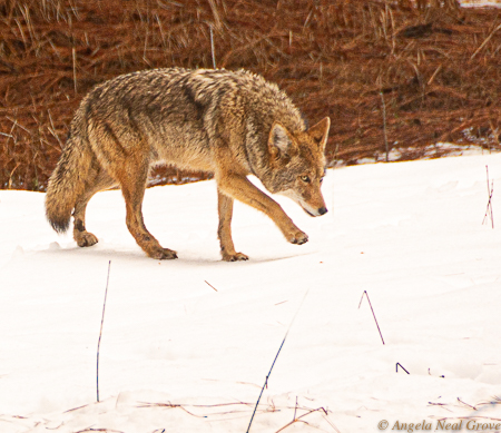 Coyote in Yosemite listening for sounds of life under the snow. During Covid-19 Shelter In Place coyote have taken to deserted urban streets and parks. Wildlife is reclaiming its territory. PHOTO:ANGROVE