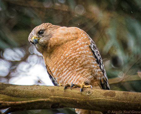 A hook-billed kite peers down from a tree in a eucalyptus grove in California. Even birds of prey have become more visible during Covid-19 shelter-in-place. PHOTO;ANGROVE