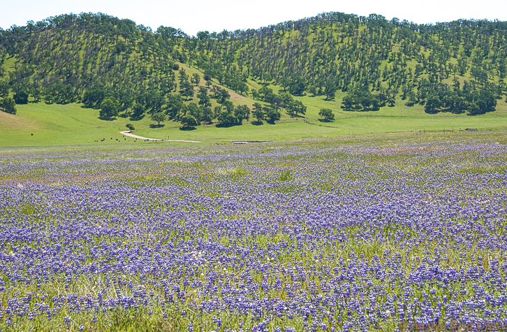 Carpets of blue lupin fill the meadows of California in springtime. This year they bloom freely in crystal clear air as we shelter-in-place and there are few cars and trucks. PHOTO; ANGROVE