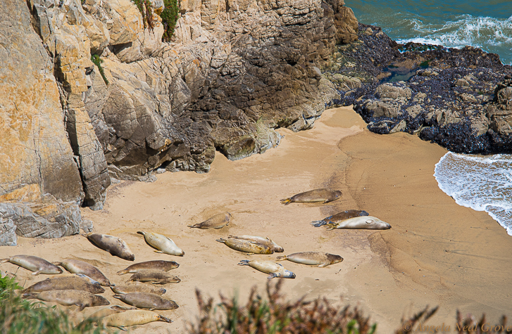 California Sea Lions enjoy basking in the sun at Point Reyes, north of the Golden Gate. They have the beaches to themselves during March 2020, Shelter in Place, Covid-19 lockdown. PHOTO; ANGROVE