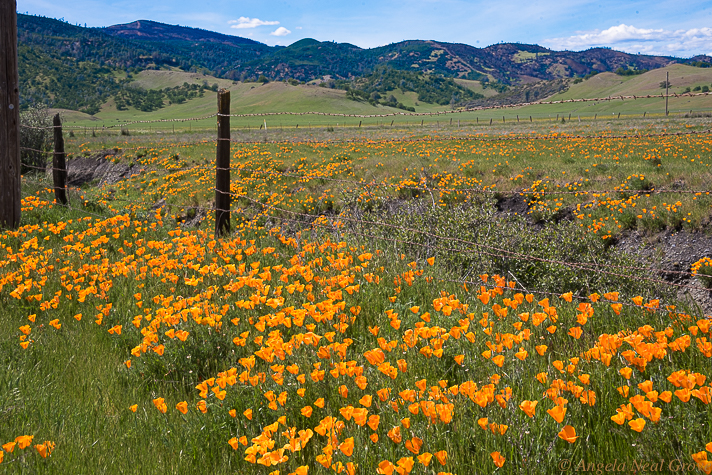 Fields of California Poppies in Northern California bloom freely, dancing in the breeze. During 2019 superbloom in Southern California helicopters landed in the poppy fields so people could take better photographs. They flattened and crushed swaths of wild flowers.  PHOTO; ANGROVE