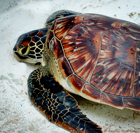 Sea Turtle being released on Pele Island marine reserve, Vanuatu. In Thailand recently, record numbers of sea turtles have hatched, undisturbed by tourists during Covid-19 shutdown. PHOTO;ANGROVE