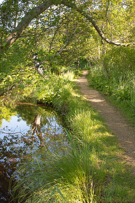 The Nature Trail, East Hampton was once a Japanese Garden and favorite place for Childe Hassam to paint. It was given to the town in 1940. Today children come to feed ducks, startle unsuspecting deer and hide under long trails of purple wisteria. //PHOTO: ANGROVE