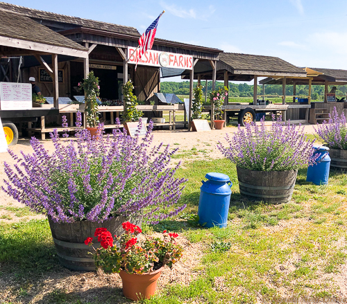 Farm Stands at East Hampton are a reminder that this area was once rich farmland. //PHOTO ANGROVE