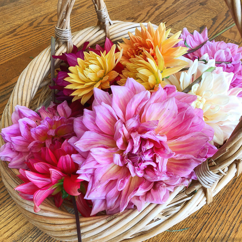 Dahlias from an East Hampton Garden gathered in the early morning. //PHOTO:ANGROVE