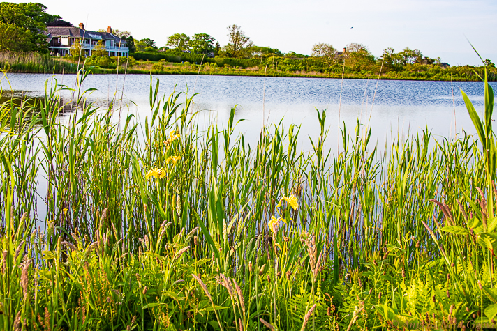 On the land close to Hook Pond is where the original colonists set out their village which they called Maidstone, after the town in Kent, England.