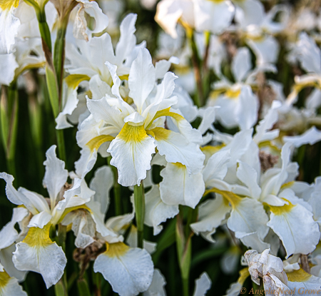 Iris growing along the pond banks in the Nature Trail, East Hampton, Long Island. This area was a  Japanese Garden when Childe Hassam painted The Water Garden. The area was given to the village of East Hampton in 1940.  //PHOTO//ANGROVE