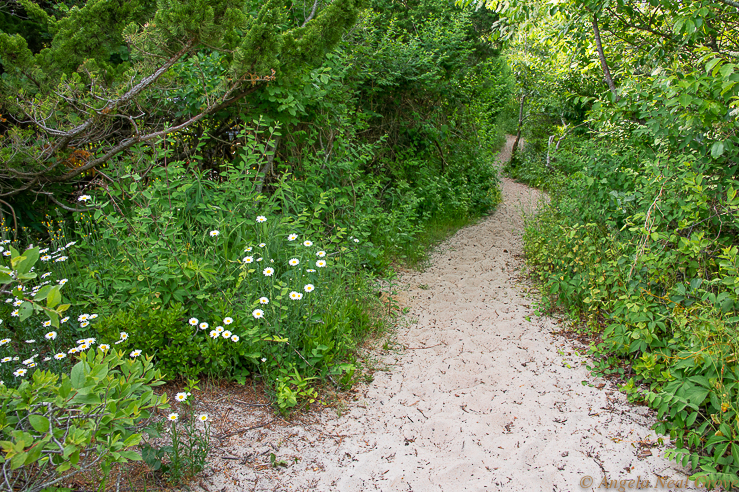 A sandy path through scrub and flowers which leads to one of the beaches at East Hampton. //PHOTO:ANGROVE