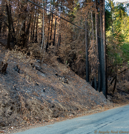 Mill Creek Road, Healdsburg, California was badly hit by the Wallbridge Fire. Crews and trucks from Beverly Hills, Santa Monica and Culver City came to assist CalFire.
//PHOTO: ANGROVE