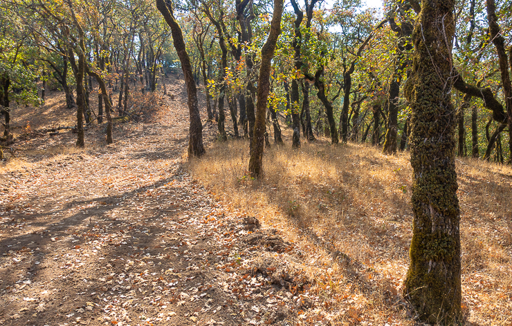 Dry California native oak woodland. There has been little rain in California in 2020 and there are drought conditions.  February was completely dry and temperatures were above normal. //PHOTO: ANGROVE