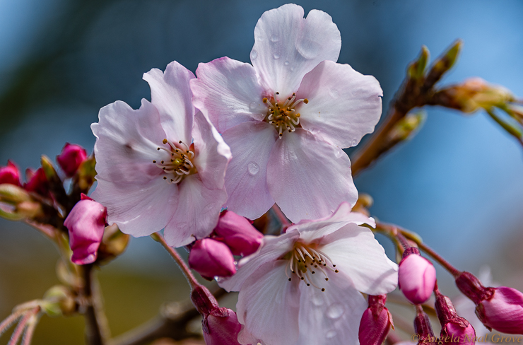 This cherry blossom is dedicated to everyone who has lost a loved one to Covid-19. The blossom is for hope and renewal. The battle is not over, we are just beginning to tame this beast of a Pandemic. PHOTO;//ANGROVE