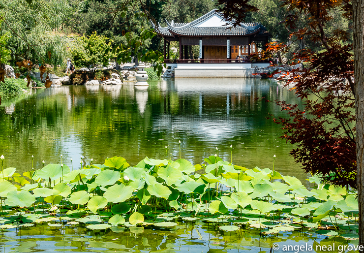 The new Chinese Garden at the Huntington Botanical Gardens. Called the Garden of Flowing Fragrance, it is one of the finest classical style gardens outside China. In the foreground is a stand of lotus about to flower, and in the background a classical Chinese pavilion.
 // PHOTO: ANGROVE