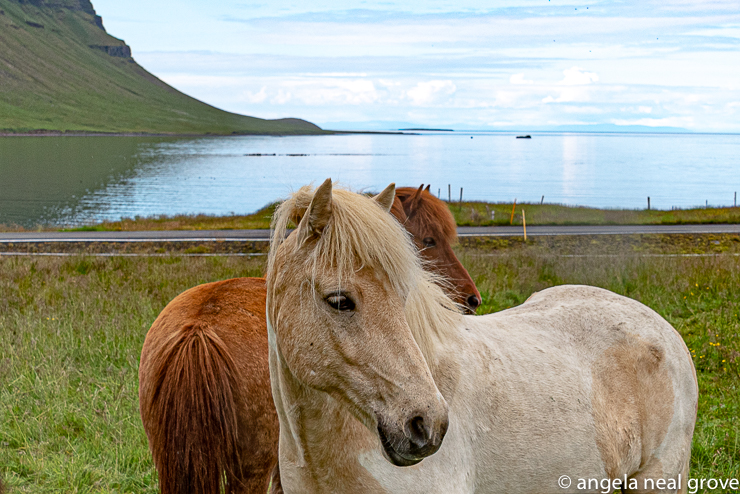 Icelandic horses are a stocky breed introduced by the first Nordic settlers over 1,000 years ago. They have adapted to the climate by growing a thick coat in winter.  Until recently they were a major form of transportation. Roads and bridges have only been built since the second world war.  Iceland is a land of contrasts. //: PHOTO: A.N GROVE