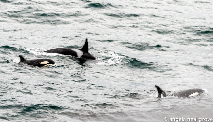 Orca or killer whales alongside the ship.  Here is a mother Orca with two young.  We also saw Humpback whales.  Iceland is a land of contrasts. //: PHOTO: A.N GROVE