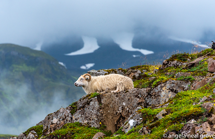 Lamb, along with fish is the mainstay of the Icelandic diet.  In early summer sheep are driven to the mountains where they graze on abundant grasses.  They are collected again at the end of the summer