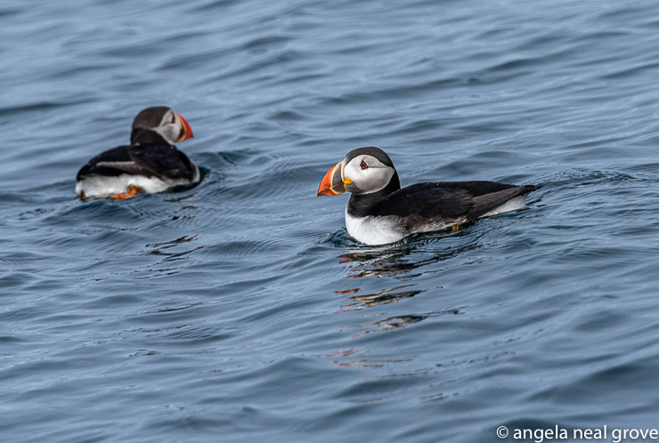 Puffins are among the hundreds of seabirds who nest on the rugged cliffs of Iceland.  Puffins return to he same place each year.  They build burrows with their beaks on the top of cliffs.  They lay one egg.  When the chick is grown they all leave and spend winter at sea, returning the following spring to nest again.  Iceland is a land of contrasts. //: PHOTO: A.N GROVE