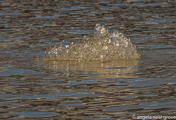 Like a glittering jewel.  This piece of melting ice from the Vatnajokull Ice cap was floating in the glacial lagoon lake.  Iceland is a land of contrasts. //: PHOTO: A.N GROVE