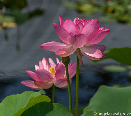 Enchanting Pumpkins: Lotus blossoms growing near Kusama's tulips in the Hardy Pool pool in the Conservatory Courtyard. PHOTO: ANGROVE