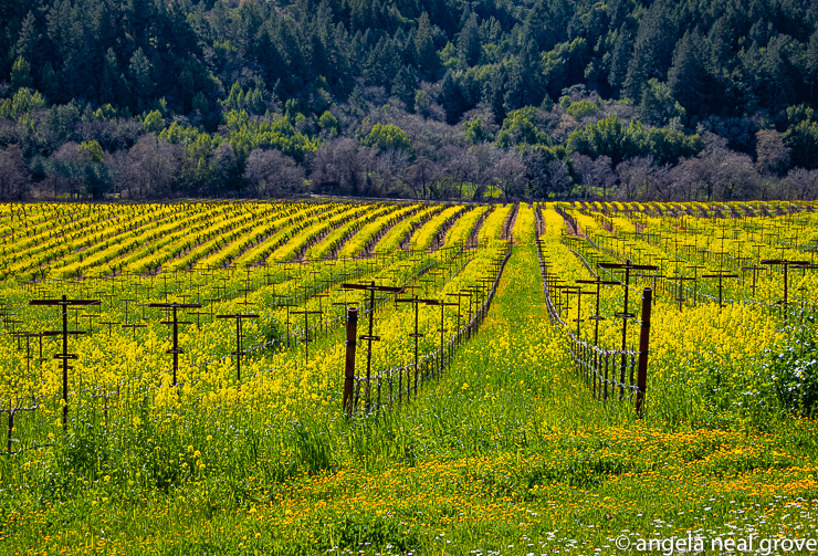 Mustard fields in Wine Country glow in the Spring. Just an hour north of San Francisco the waist-high mustard marches in rows between the grapevines. The mustard surpresses growth of pests without the need for chemicals. PHOTO://ANGROVE