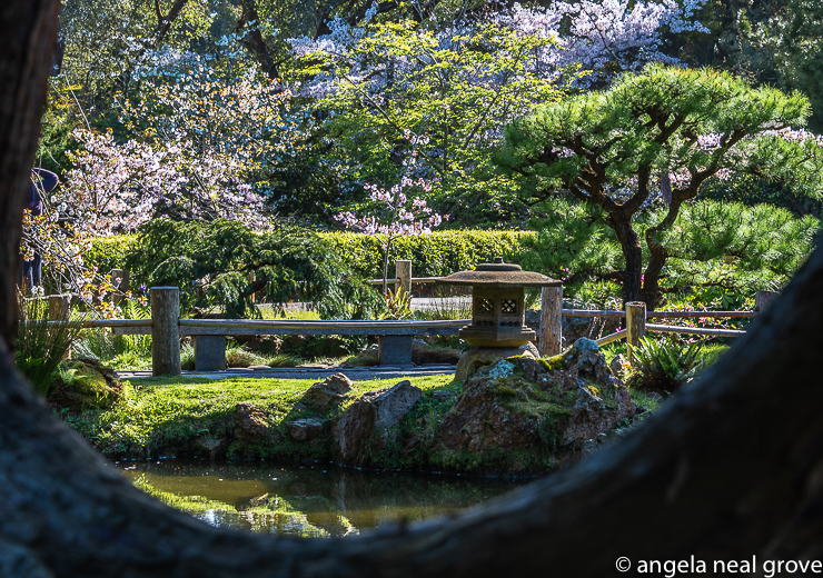 The Japanese Tea Garden in Golden Gate Park, San Francisco is a treasure all year and especially in Springtime when cherry trees and azalea bloom. Several days each week admission is free so everyone can get a chance to enjoy the beauty. There is a tea house serving simple lunch fare and drinks. PHOTO://ANGROVE