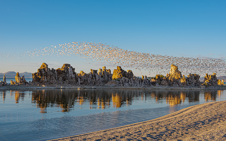 Mono Lake, California in July. Migrating phalaropes in formation at sunset.The phalaropes migrate to Alaska to nest. They then return to Central or South America. Mono Lake is on their flyway.  PHOTO;//ANGROVE