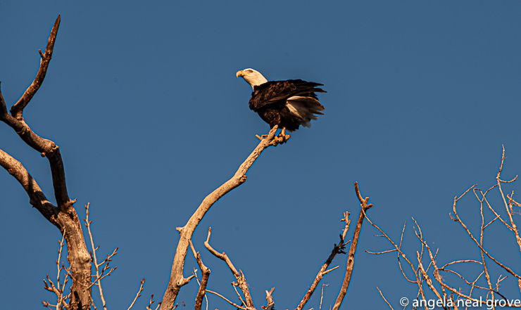 Bald eagle in the afternoon sun at the Colusa Refuge