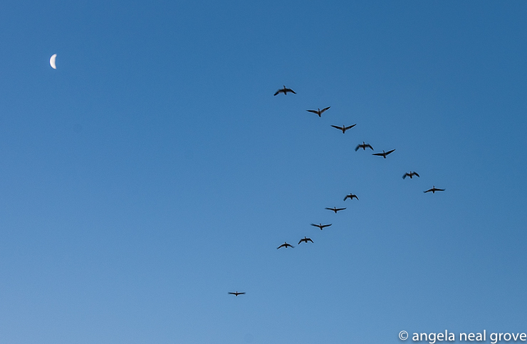 Flying in formation. Snow geese and moonrise.