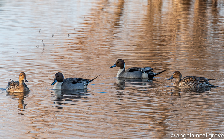 Northern Pintail ducks are winter visitors to California returning to Alaska to breed. They are sometimes called greyhounds of the air because of their slender silhouette when flying.