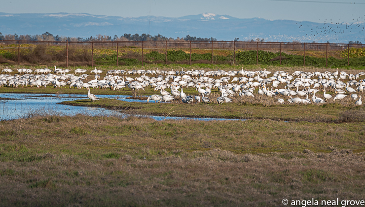 Snow geese from Alaska and Canada who winter and feed in the Sacramento delta wetlands. They arrive in late fall and stay until early March when they fly north to breeding grounds. Some say as many as a billion snow geese migrate along the Pacific Flyway to California.