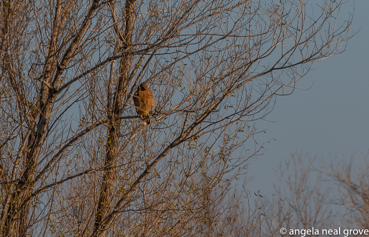 In the early morning sun a hawk perches in a tree looking for breakfast.